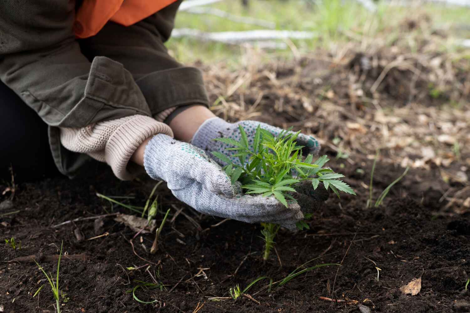 Trusted Wakefield, MI Tree Service Experts